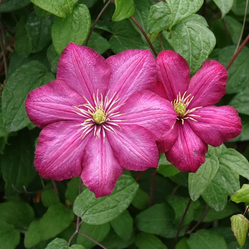 Viinikärhö Ville de Lyon (Flowering)