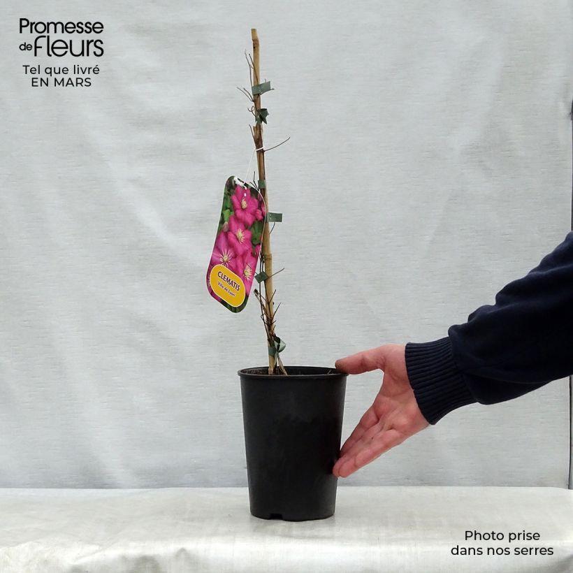 Example of Viinikärhö Ville de Lyon Pot de 1,5L/2L as you get in printemps