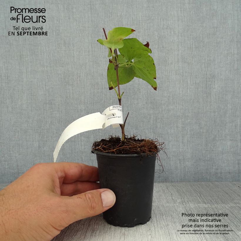 Esimerkki kesällä toimitetusta Loistokärhö Vyvyan Pennell 8/9 cm taimiruukku-taimesta