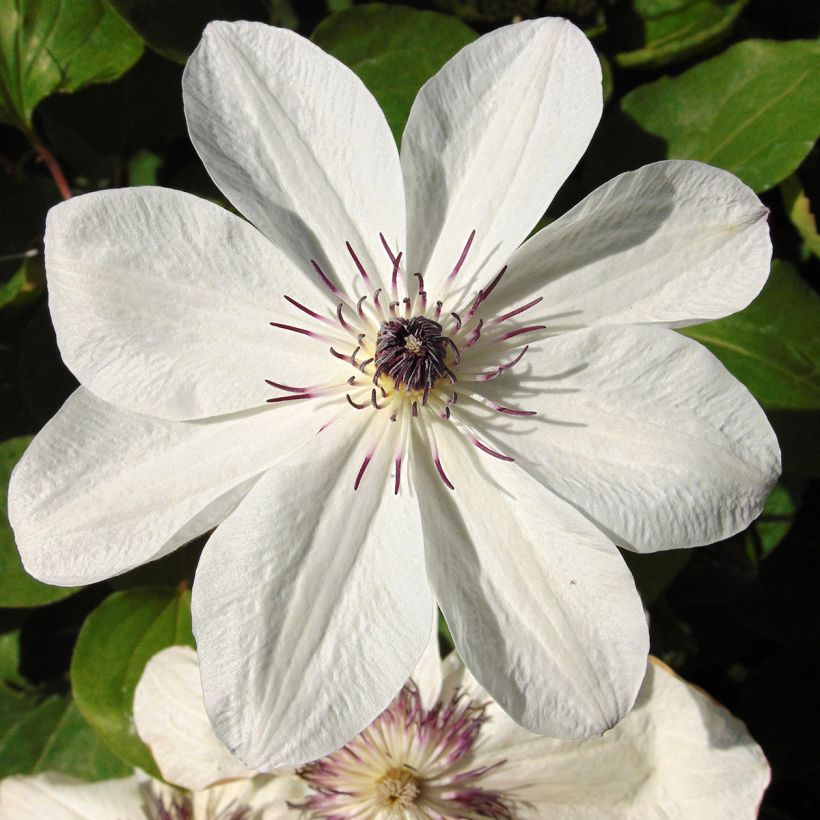 Loistokärhö White Pearl af (Kukinta)