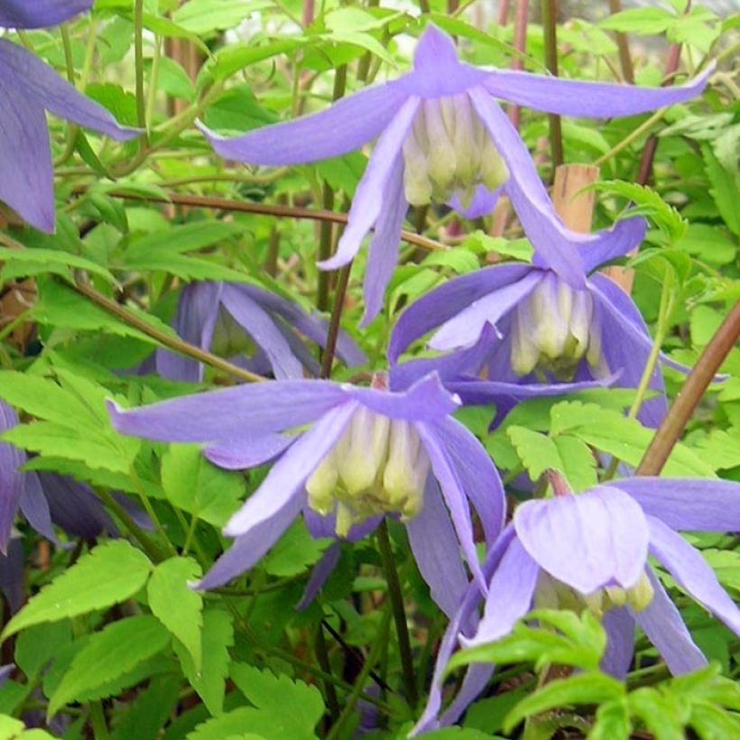 Tarha-alppikärhö - Clematis alpina (Kukinta)