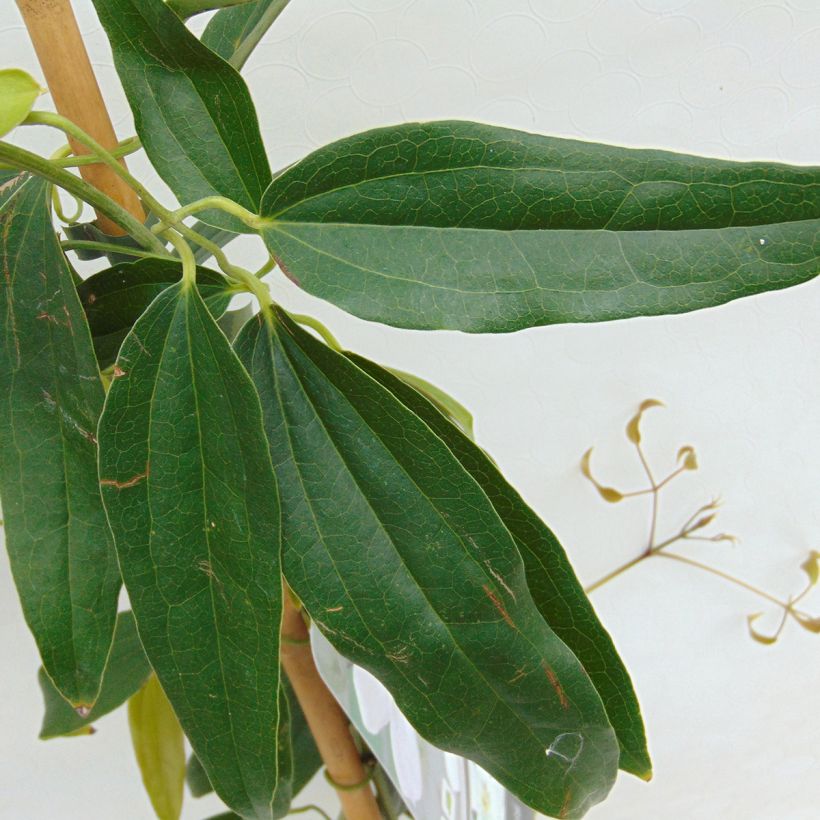 Nietoskärhö - Clematis armandii (Lehvistö)