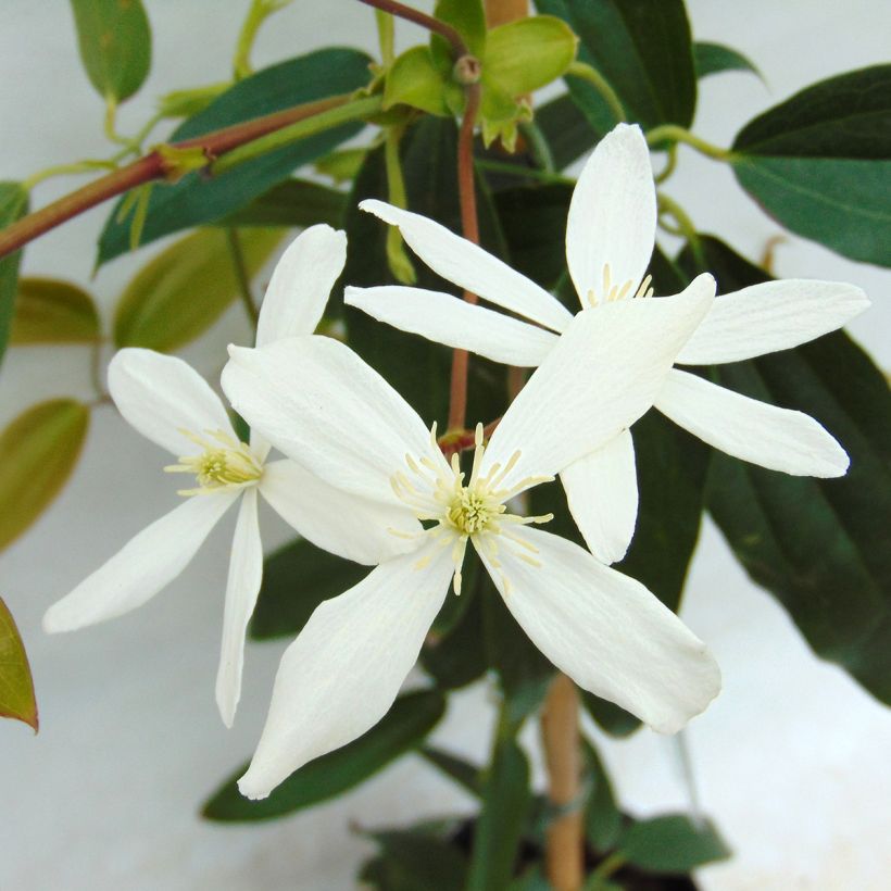Nietoskärhö - Clematis armandii (Kukinta)