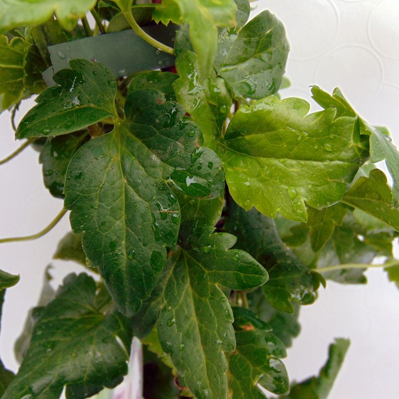 Pallekärhö Freckles (Lehvistö)