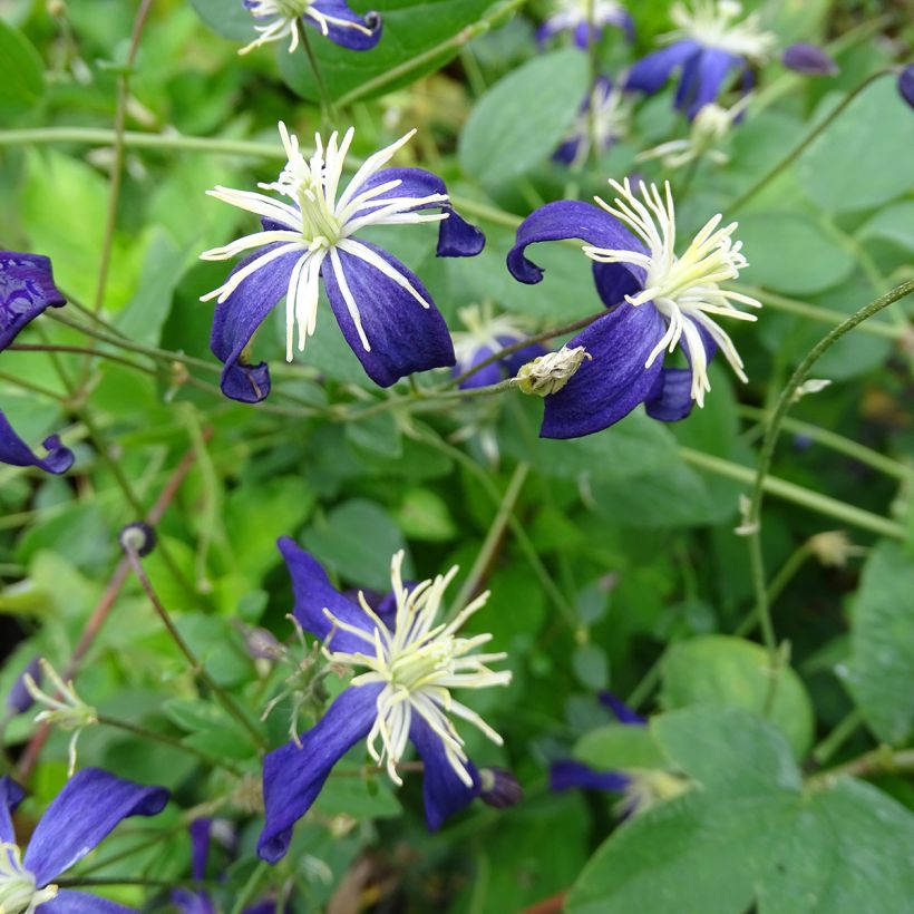 Tuoksukärhö Aromatica (Kukinta)