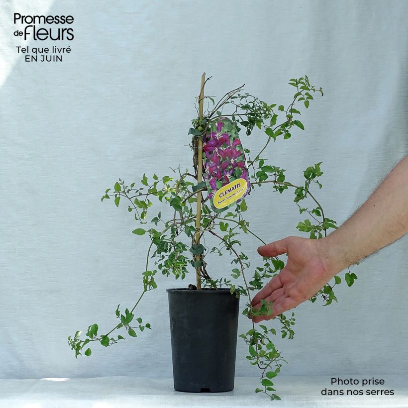 Esimerkki kesällä toimitetusta Tuoksukärhö Sweet Summer Love 2 litran/3 litran ruukku-taimesta
