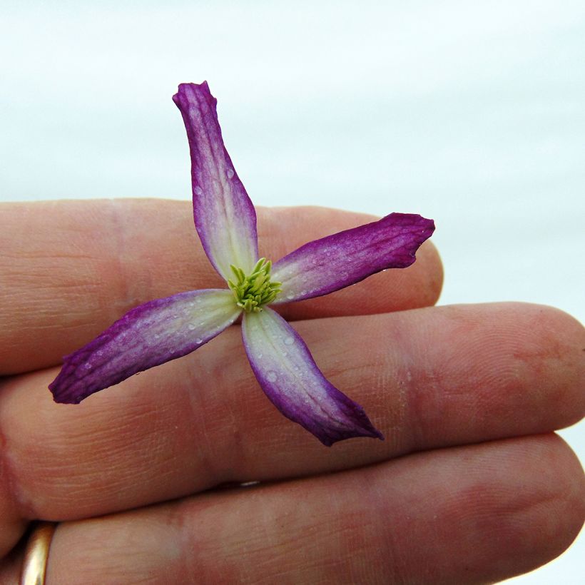 Tuoksukärhö rubromarginata (Kukinta)