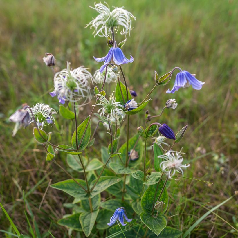 Kellokärhö Baby Blue (Kasvutapa)