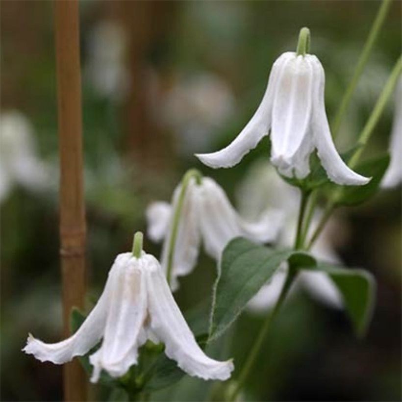 Kellokärhö Baby White (Kukinta)