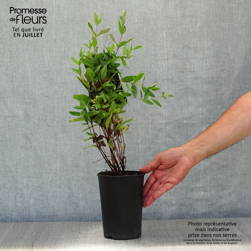 Esimerkki kesällä toimitetusta Clématite - Clematis integrifolia Pot de 2L/3L-taimesta