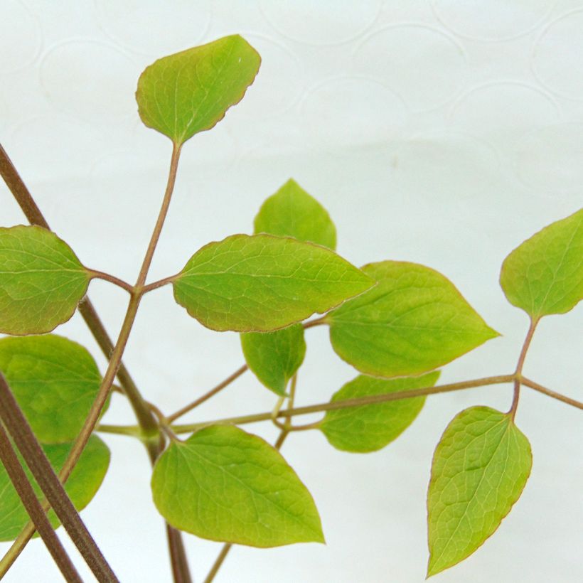 Loistokärhö - Clematis jackmanii (Lehvistö)
