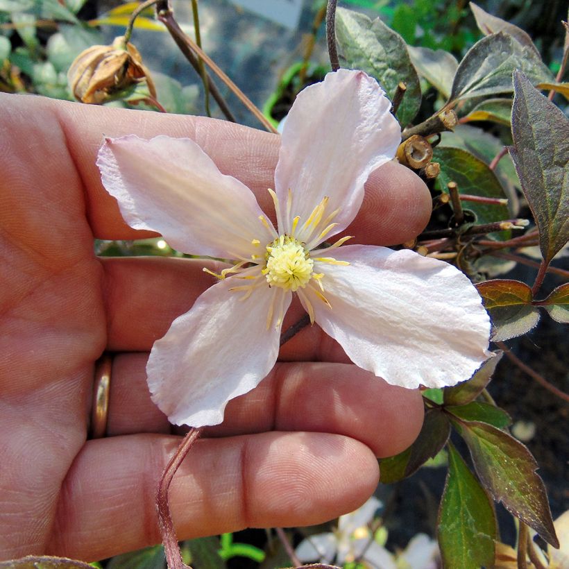 Vuorikärhö Rosebud (Kukinta)