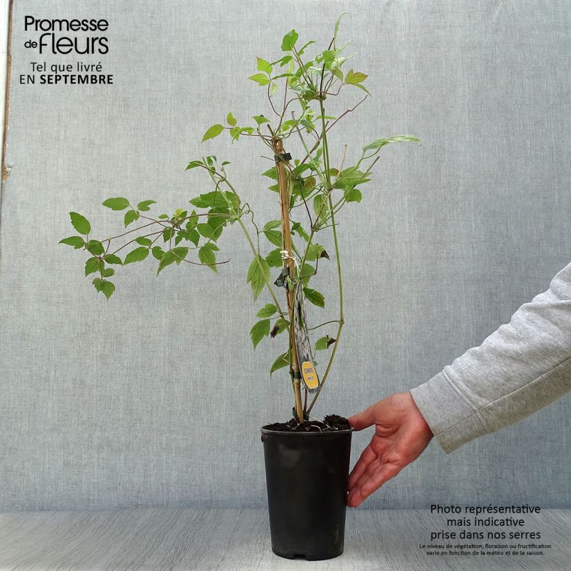 Esimerkki syksyllä toimitetusta Vuorikärhö Spring Joy 2 litran/3 litran ruukku-taimesta