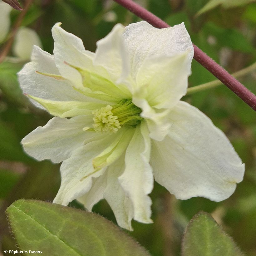 Vuorikärhö Starlet White Perfume (Kukinta)