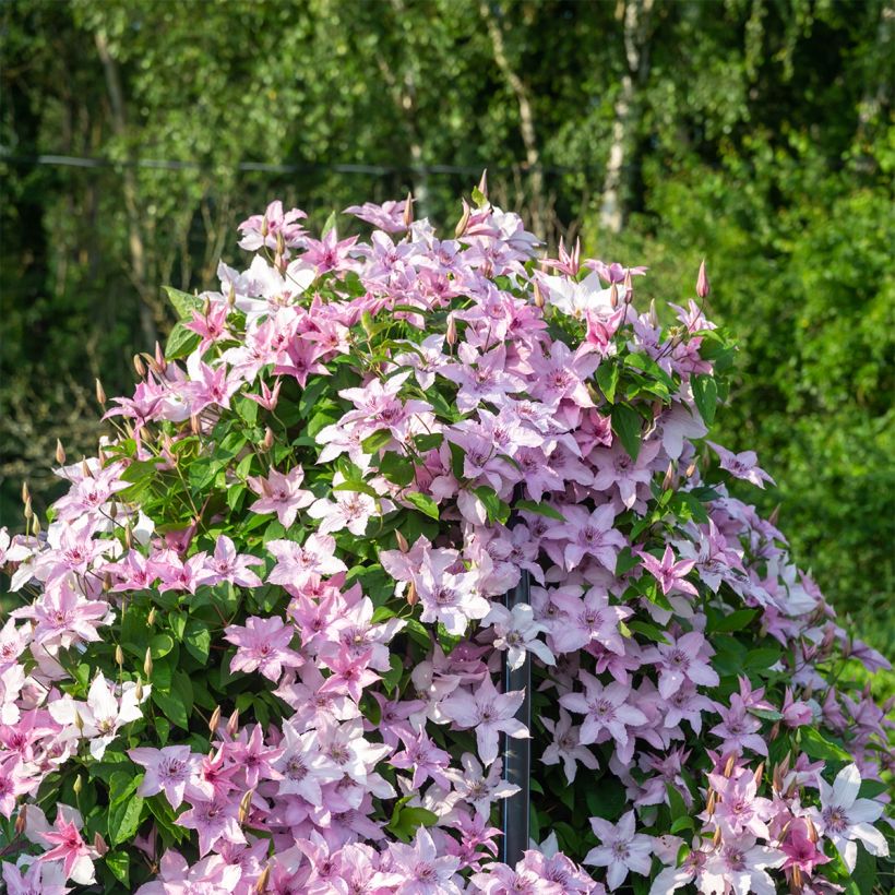 Loistokärhö Mandy (Kasvutapa)