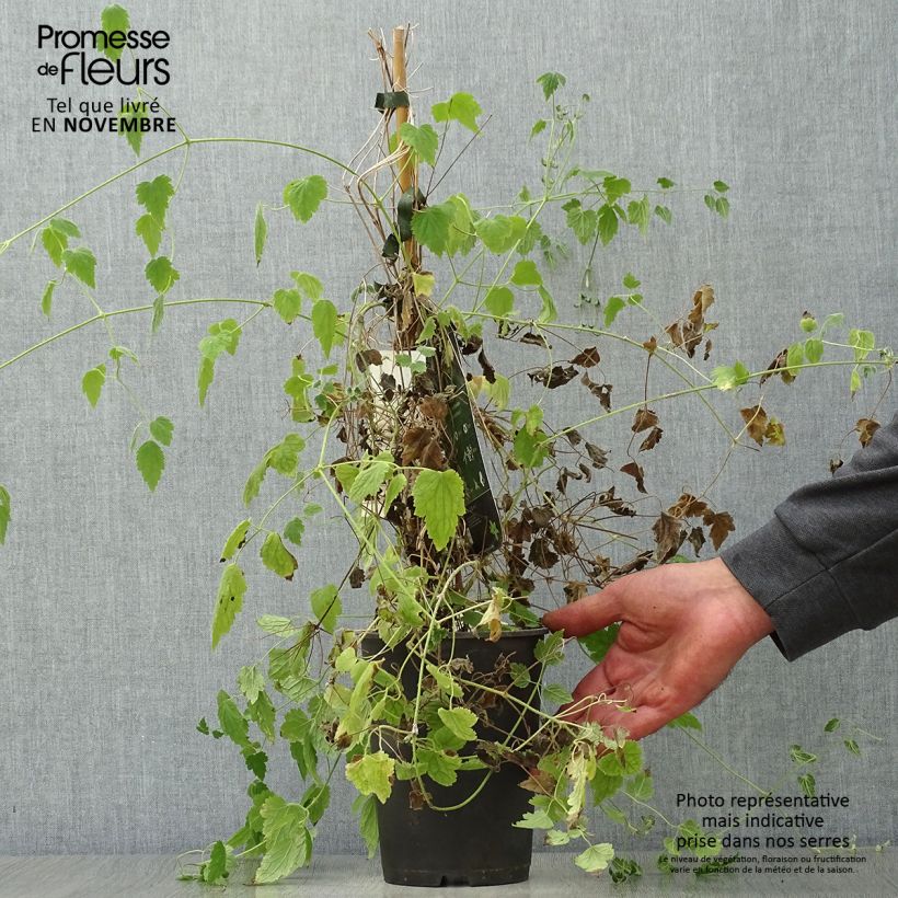 Esimerkki syksyllä toimitetusta Loistokärhö - Clematis rehderiana 2 litran/3 litran ruukku-taimesta