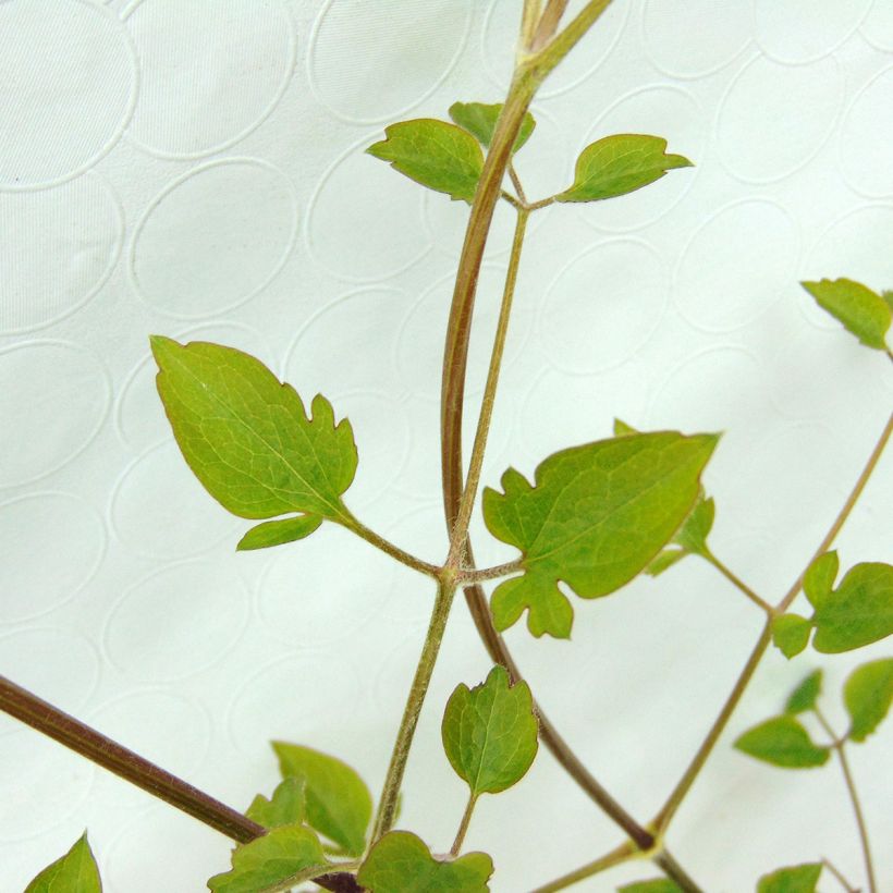 Tuoksukärhö terniflora (Lehvistö)