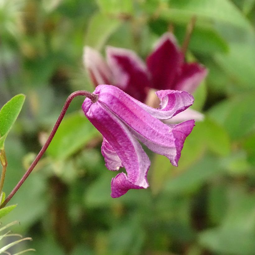 Viinikärhö Queen Mother (Kukinta)