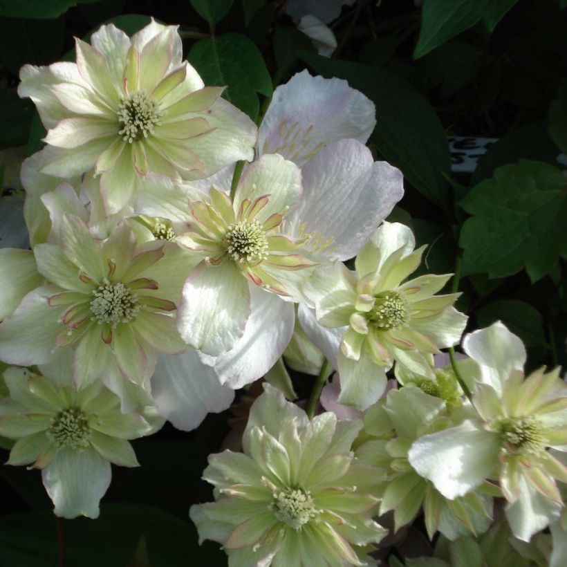 Vuorikärhö Double Delight (Kukinta)