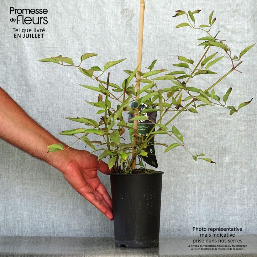Esimerkki kesällä toimitetusta Clématite Herbacée Recta Purpurea Pot de 2L/3L-taimesta
