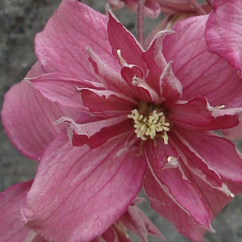 Vuorikärhö Broughton star (Kukinta)