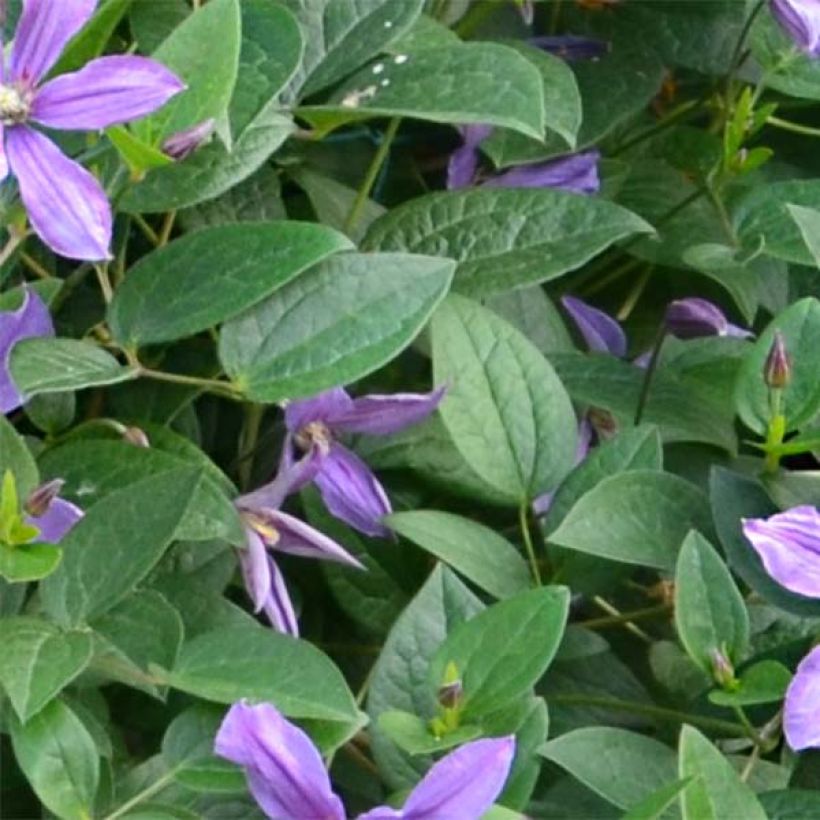 Kellokärhö Saphyra Estrella (Lehvistö)