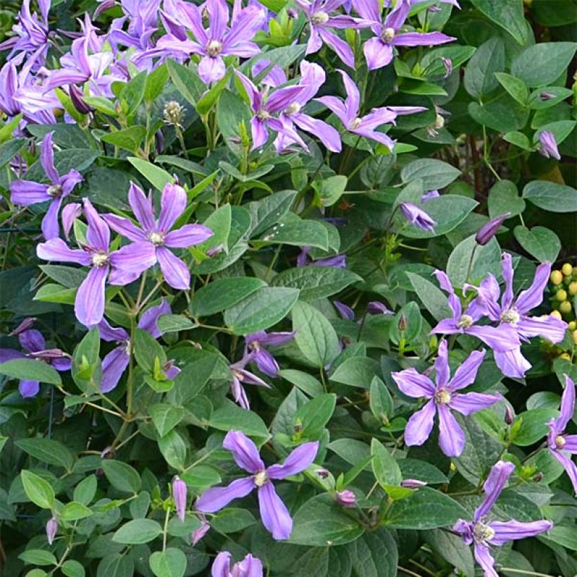 Kellokärhö Saphyra Estrella (Kukinta)