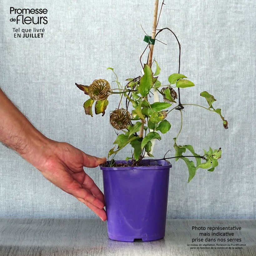 Esimerkki kesällä toimitetusta Clématite Wildfire Pot de 1,5L/2L-taimesta