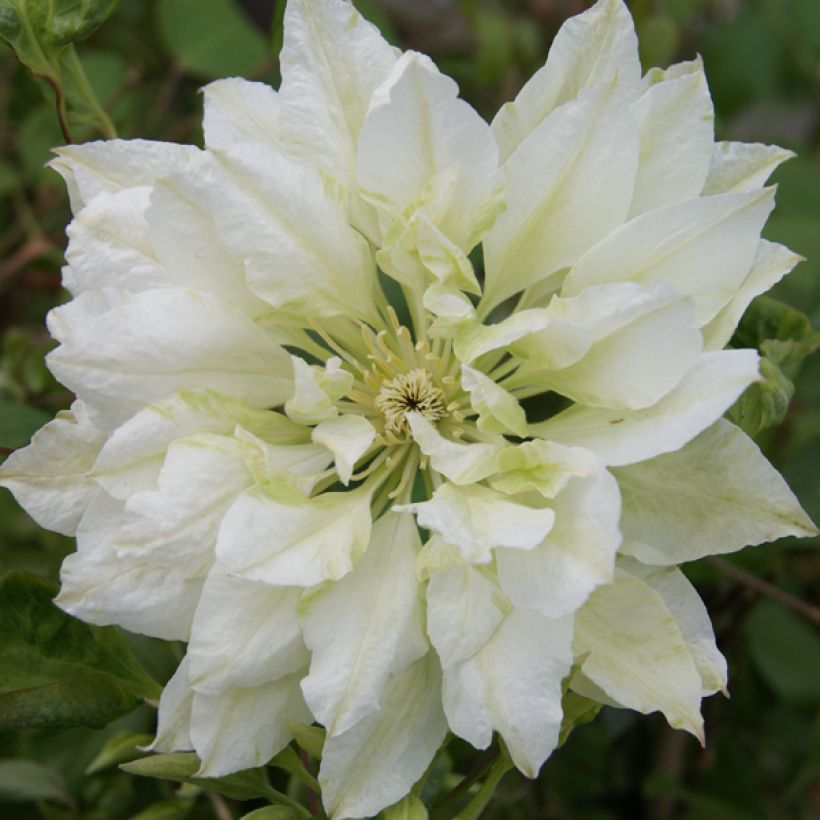 Loistokärhö Yukiokoshi (Kukinta)