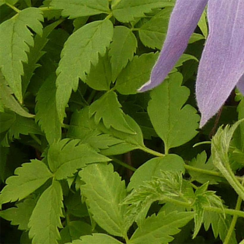 Tarha-alppikärhö Blue Dancer (Lehvistö)