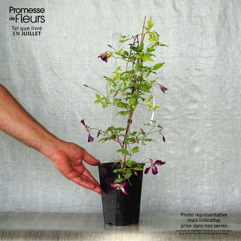 Esimerkki kesällä toimitetusta Clématite italienne - Clematis viticella Walemburg Pot de 1,5L/2L-taimesta