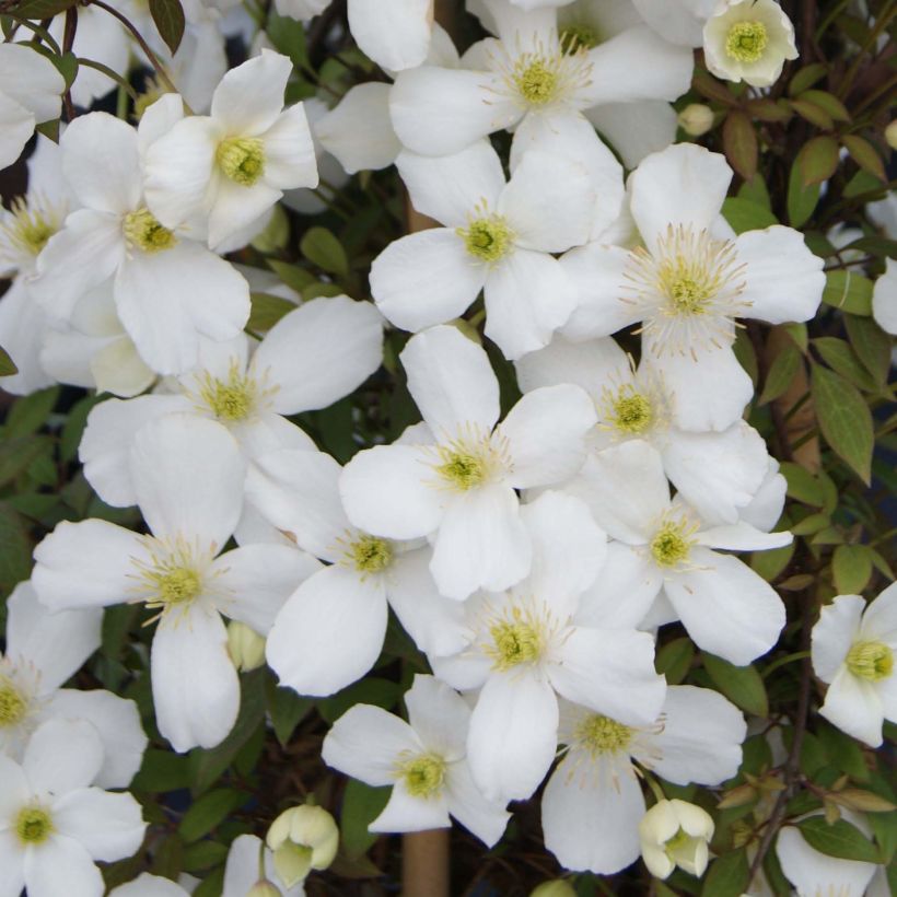 Vuorikärhö Spring Joy (Kukinta)