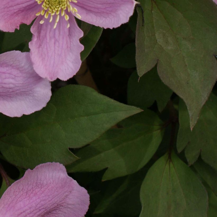 Vuorikärhö Tetrarose (Lehvistö)
