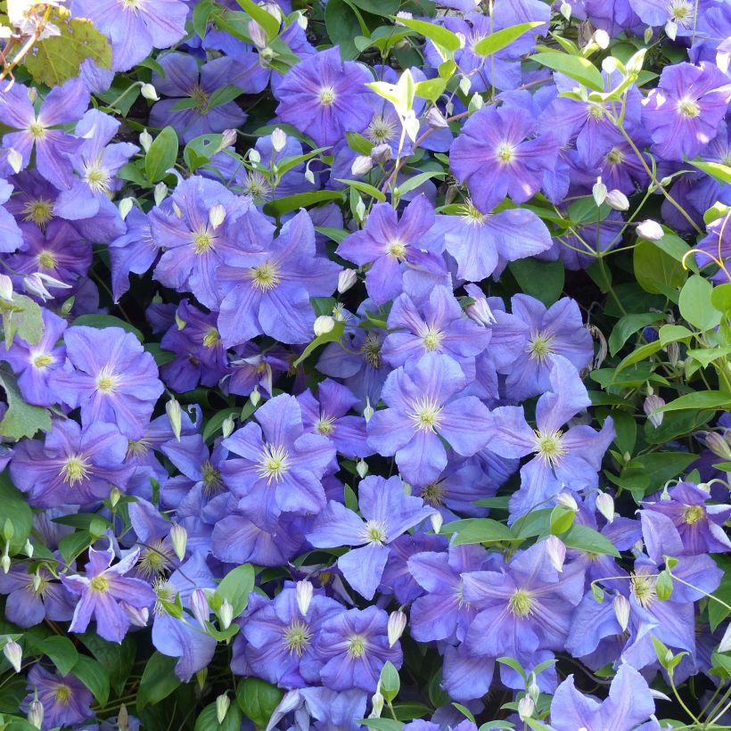 Viinikärhö Perle d'Azur (Kukinta)