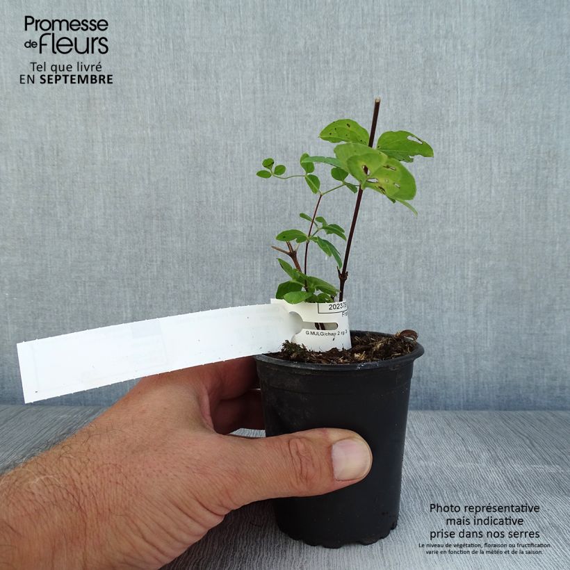 Esimerkki kesällä toimitetusta Viinikärhö Purpurea Plena Elegans 8/9 cm taimiruukku-taimesta