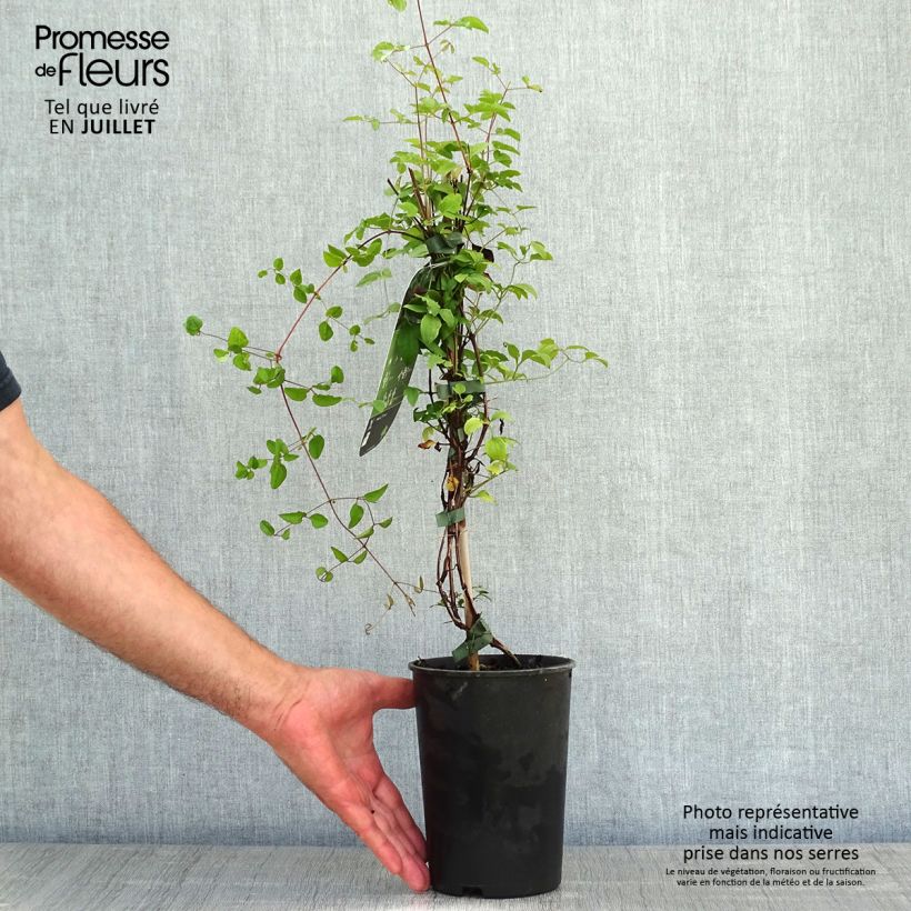 Esimerkki kesällä toimitetusta Viinikärhö Purpurea Plena Elegans 2 litran/3 litran ruukku-taimesta