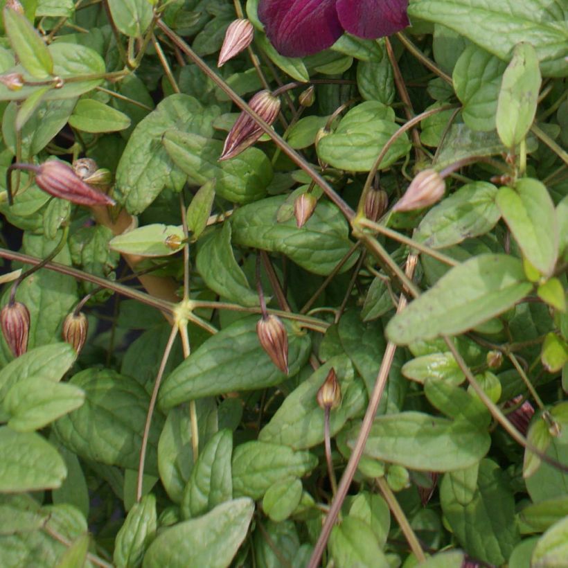 Viinikärhö Royal Velours (Lehvistö)