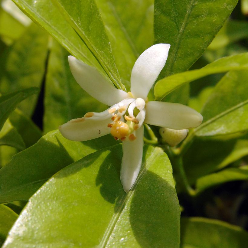 Klementiini (Kukinta)