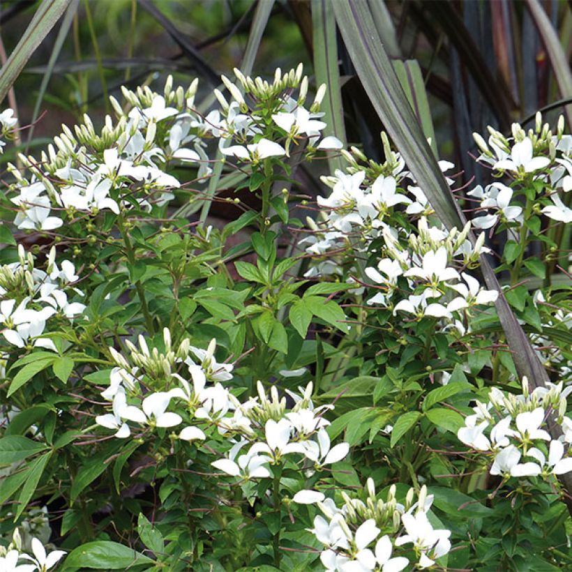 Otahämähäkkikukka Senorita Blanca (Kukinta)