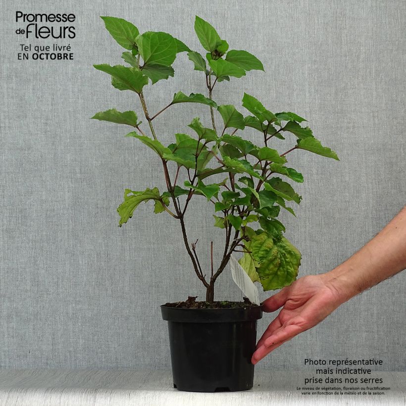 Esimerkki syksyllä toimitetusta Kohtalonpensaa - Clerodendrum bungei 2 litran/3 litran ruukku-taimesta