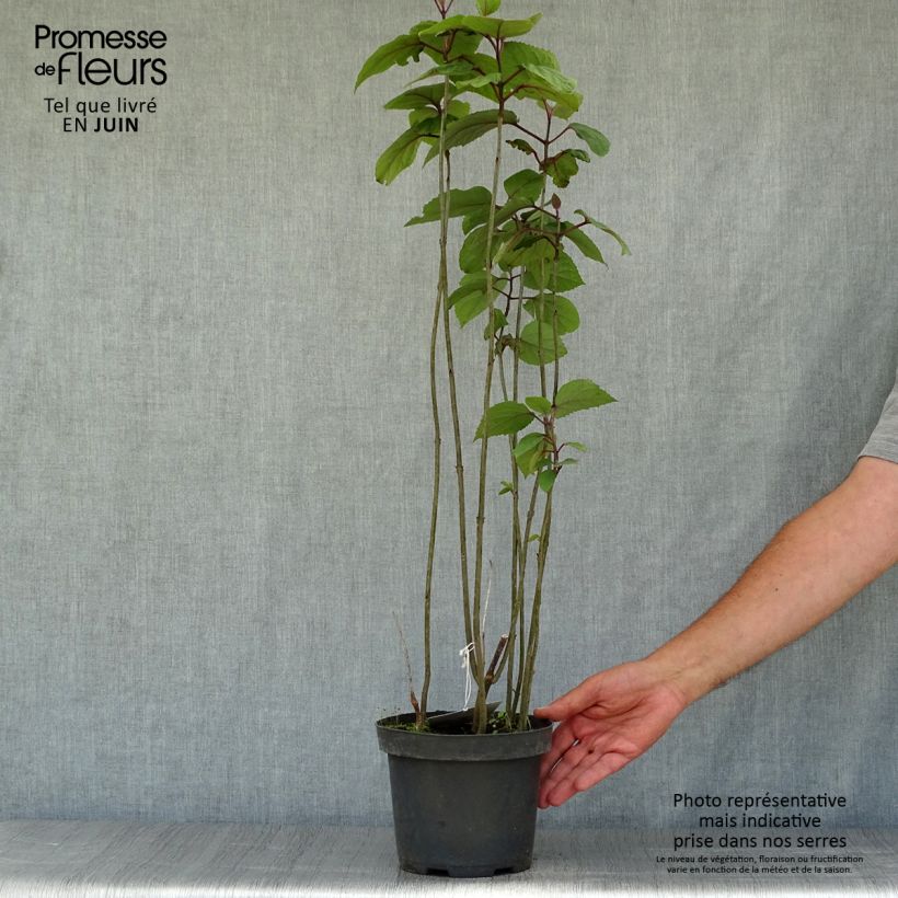 Esimerkki kesällä toimitetusta Kohtalonpensaa - Clerodendrum bungei Ruukku 2L / 3L-taimesta