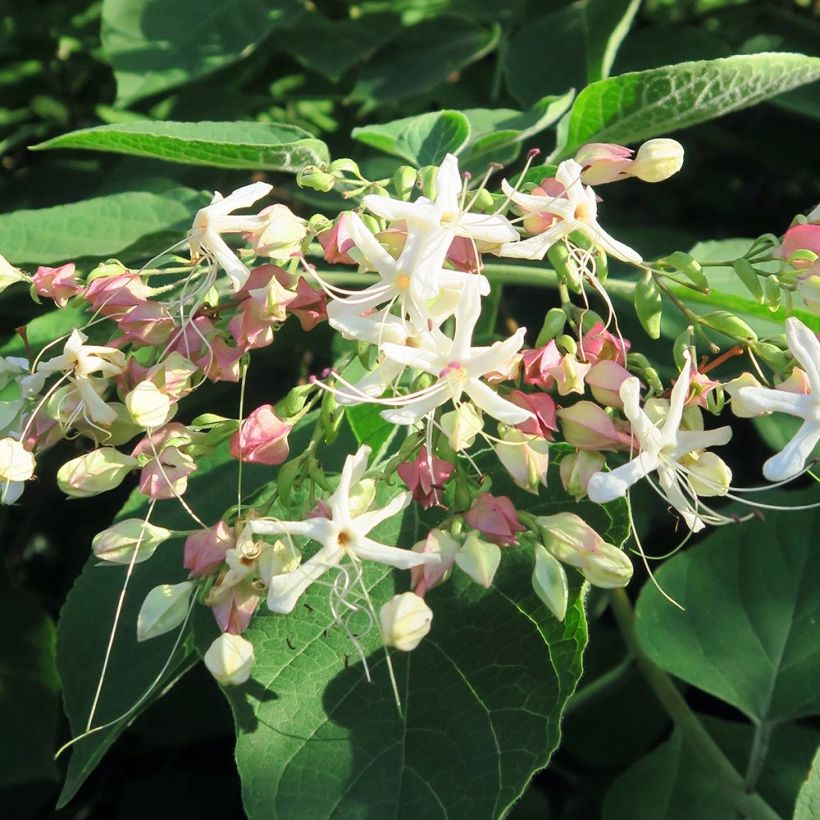 Isokohtalonpensas Fargesii (Kukinta)