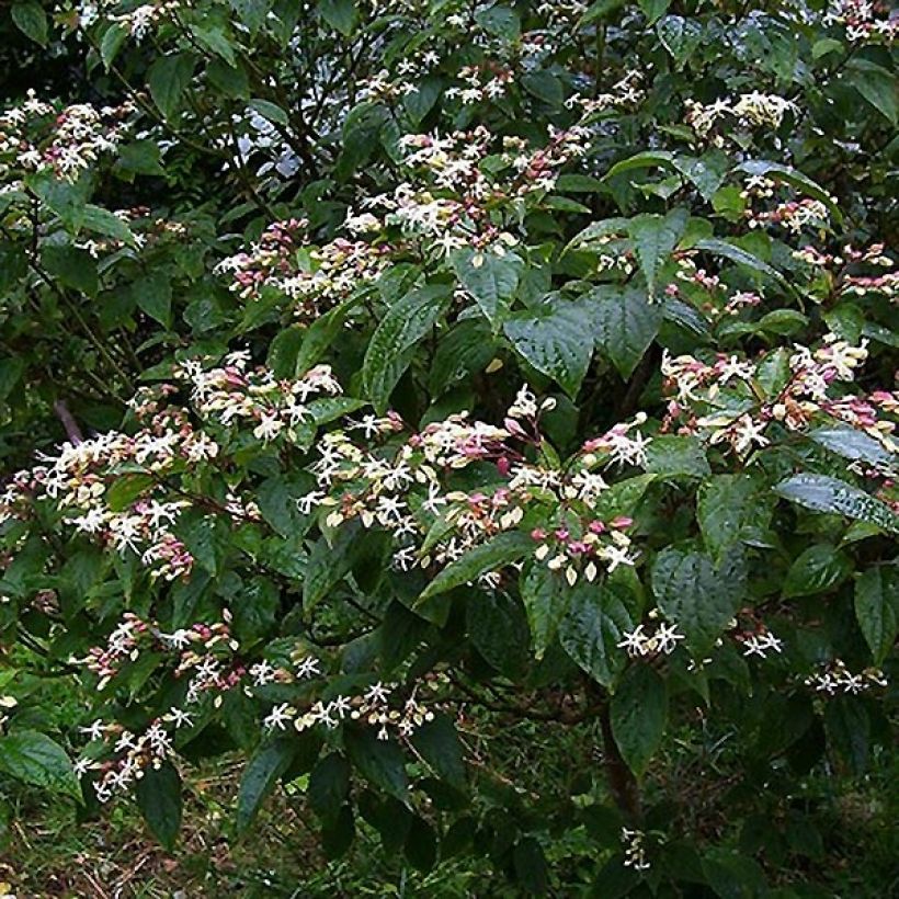 Isokohtalonpensas Fargesii (Kasvutapa)