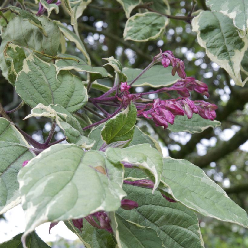 Isokohtalonpensas Variegatum (Lehvistö)
