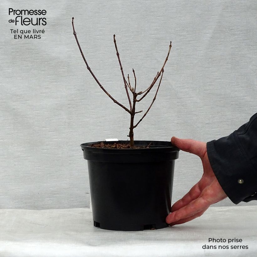 Esimerkki keväällä toimitetusta Isokohtalonpensas Variegatum Ruukku 3L / 4L-taimesta