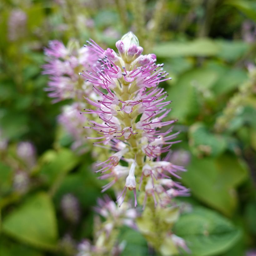 Valkokletra Hummingbird (Kukinta)
