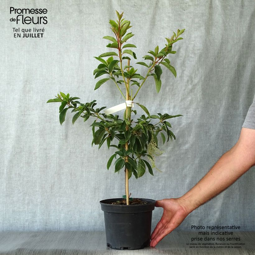 Esimerkki kesällä toimitetusta Japaninkletra Great Star Minbarb Pot de 4L/5L-taimesta
