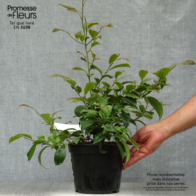 Esimerkki kesällä toimitetusta Salpapensas - Cleyera japonica Pot de 4L/5L-taimesta