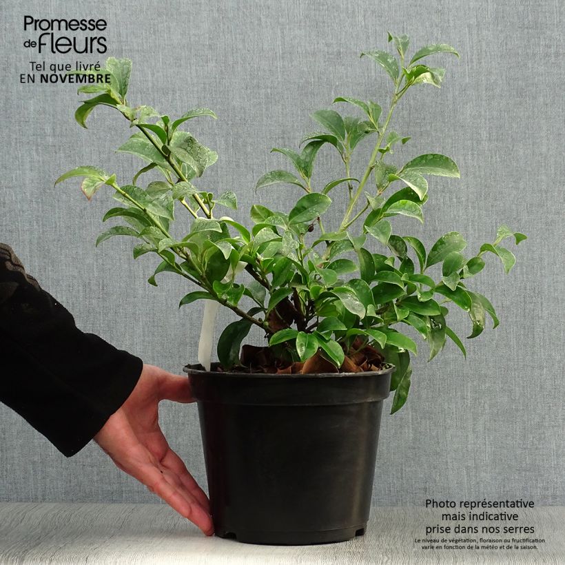 Esimerkki syksyllä toimitetusta Salpapensas - Cleyera japonica 4 litran/5 litran ruukku-taimesta