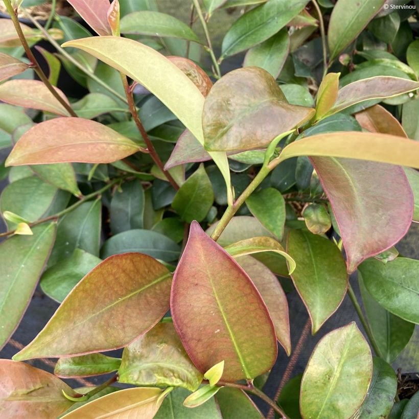 Salpapensas - Cleyera japonica (Lehvistö)